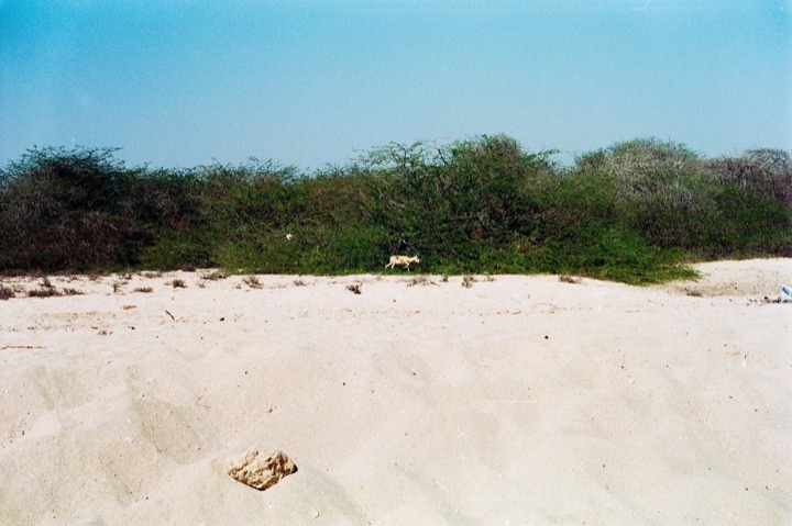 White sand, green shrubs, and a small dog in the distance